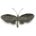 6.5" Handmade Forged Iron Butterfly Sculpture
